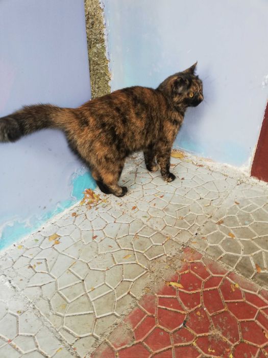 Потерялась кошка