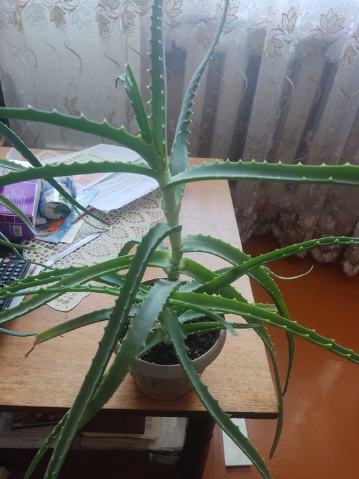 Алое комнатное, лечебное
