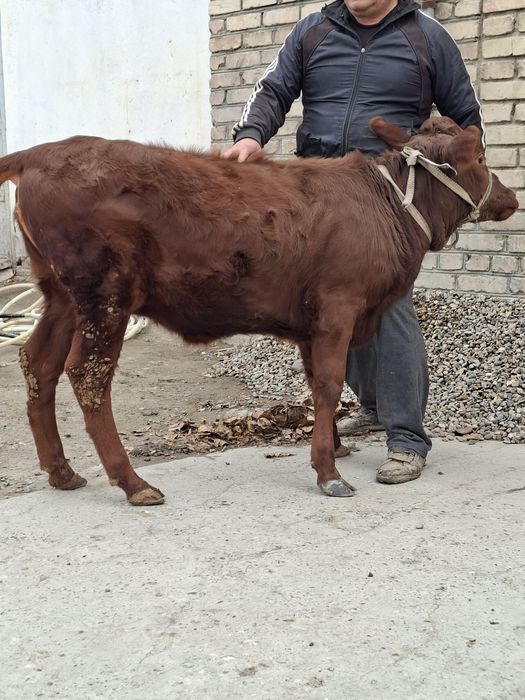 Гуножин ёш хурон месни молча