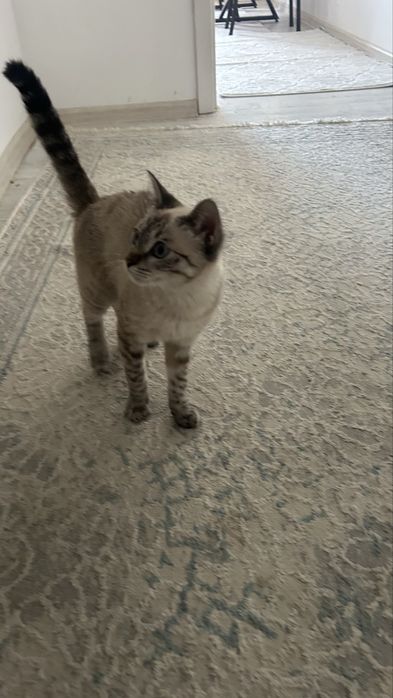 Отдам хорошие руки