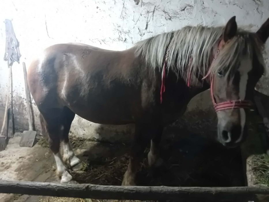 Vând mânză de 3 ani