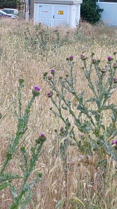 Имот в с.Енина-УПИ