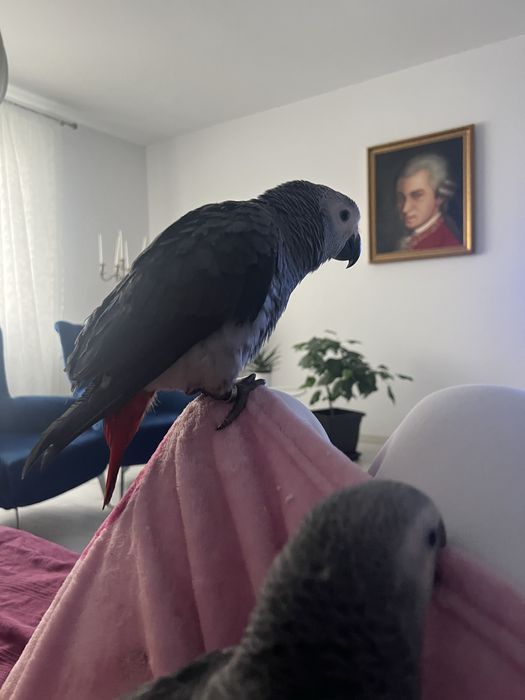 Vand pui Jako 3 luni.  Extrem de iubitor.