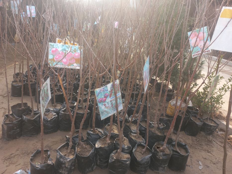 Mevali ko'chatlar  archalar  bor 100%garanitya