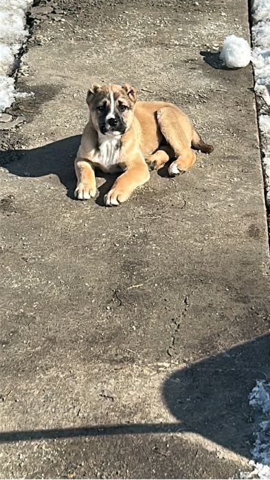 Продам щенка Алабая