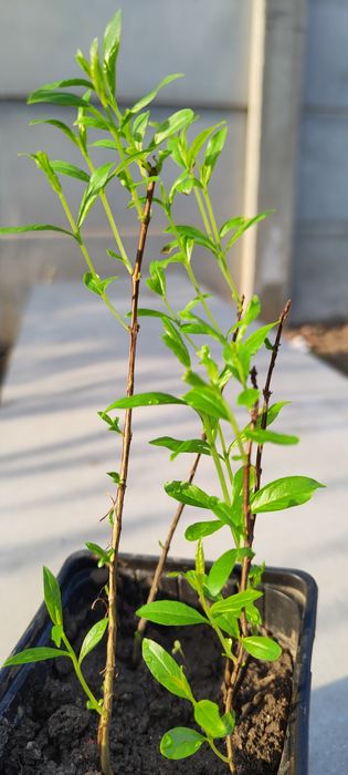 Rodiu cu fructe comestibile, 1 an, 4 buc. 100 lei sau 1 buc. 35 lei