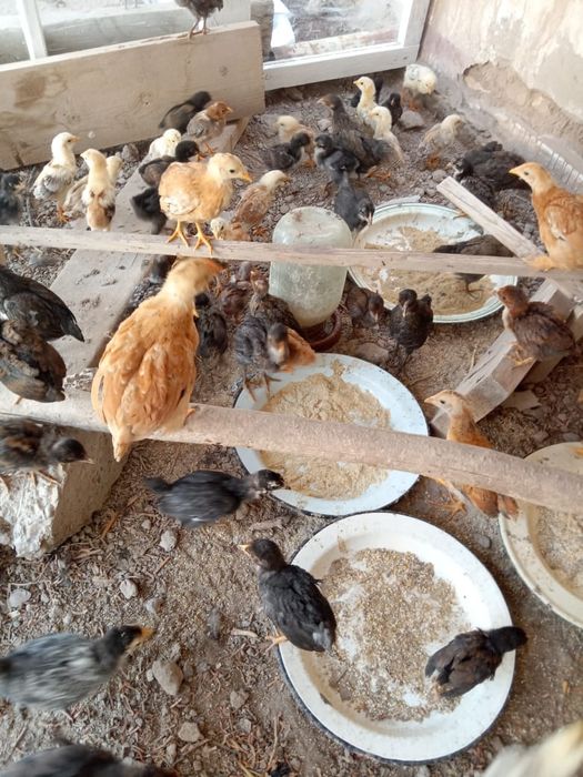 Katta xorozlar jojani yirtib tashlaydi