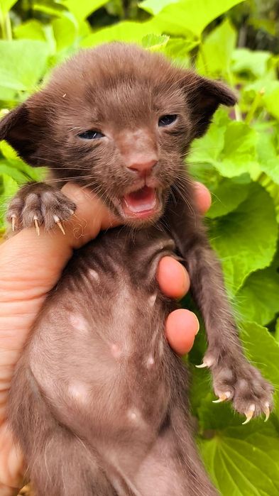 Чистокровные ОРИКИ!