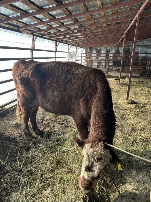 Продам быка мясного направления