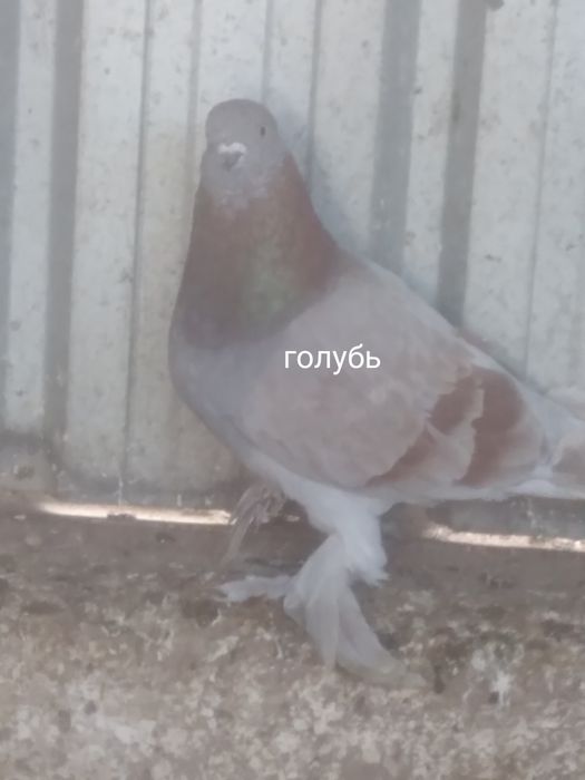 Голуби прошлогодние