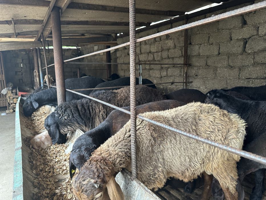 Qurbonlik uchun qo'y va qo'chqorlar