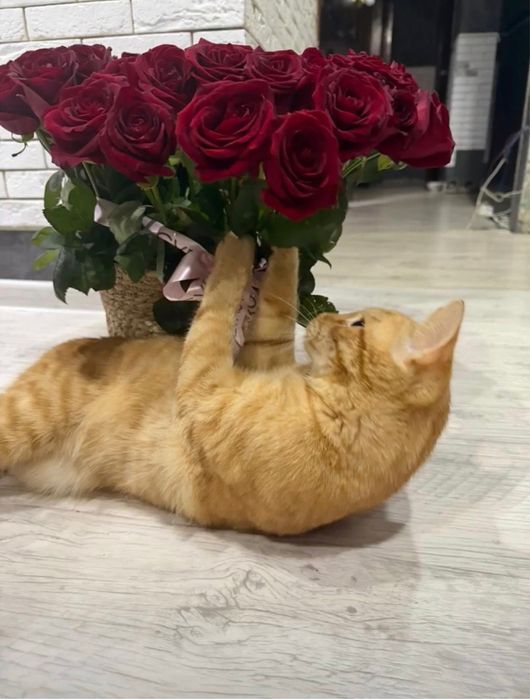 Отдам кота в добрые руки