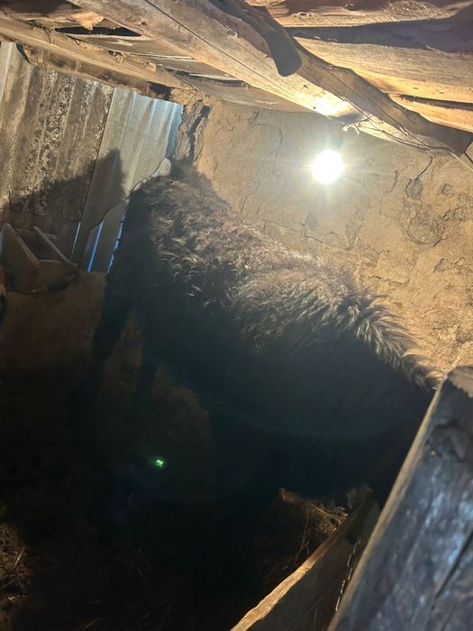 Срочно продам бычка годовалого