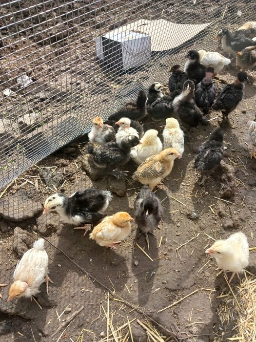 Циплята  Ломанбраун