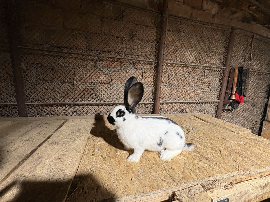 De vanzare fluture german pui si maturi