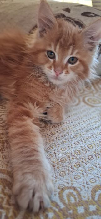 Продам котёнка мейн кун