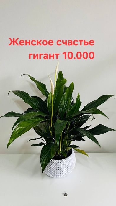 Комнатные цветы красивые,ухоженные