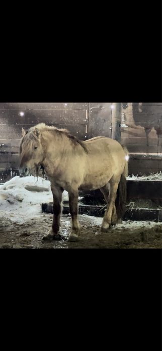 Продам айғыр……….