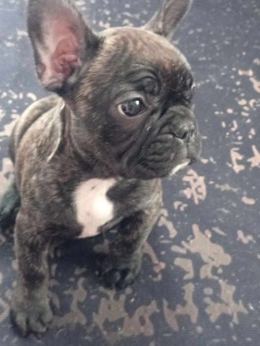 Французский бульдог. Срочно!!