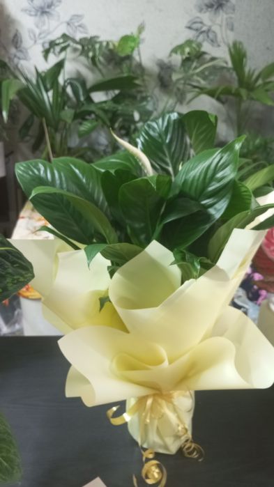 Спатифилумы - женское счастье