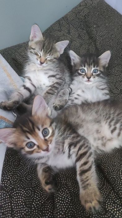 Отдам котят бесплатно