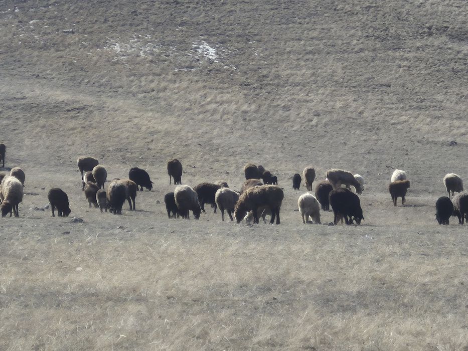 Кой козлы сатылады