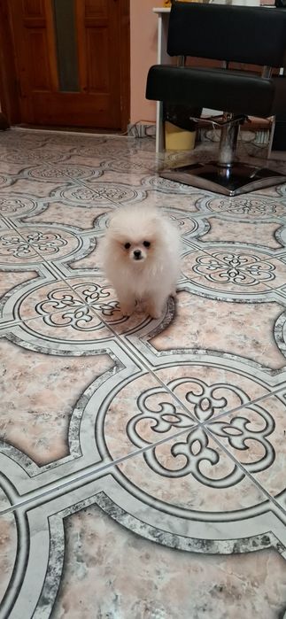 Pomeranian pui femelă, talie mică