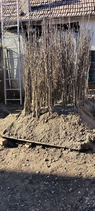 Vând  pomi fructiferi în cantități mari, laur englezesc,