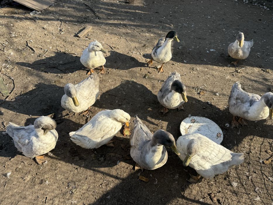 Продаются уточки