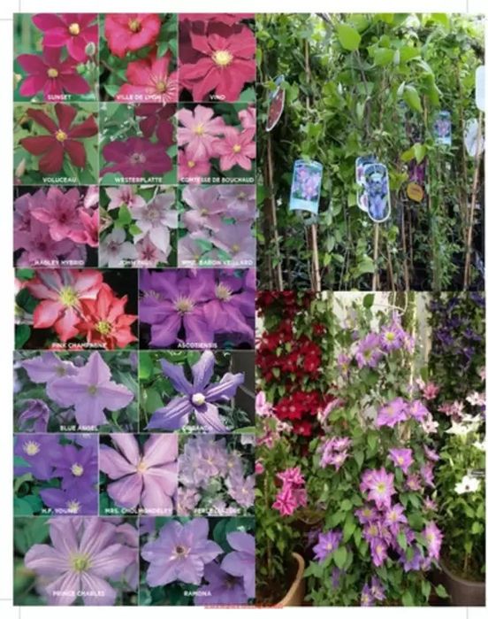 Plante Cătaratoare (Clematis Toate Culorile )