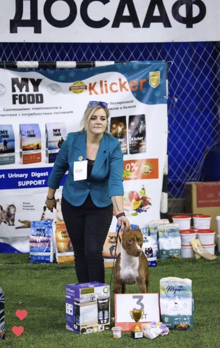 Питбуль кобель для вязки Американский питбультерьер