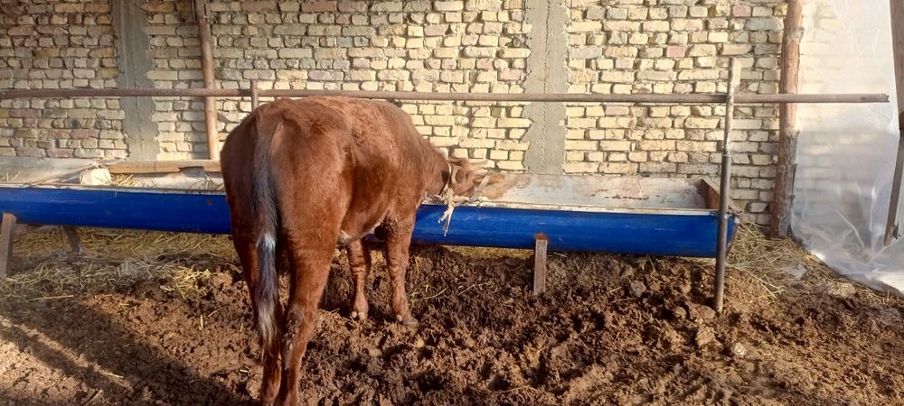 Уйда бокилган бука сотилади