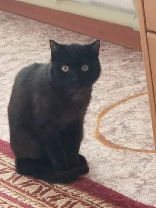 Отдам в добрые руки котика