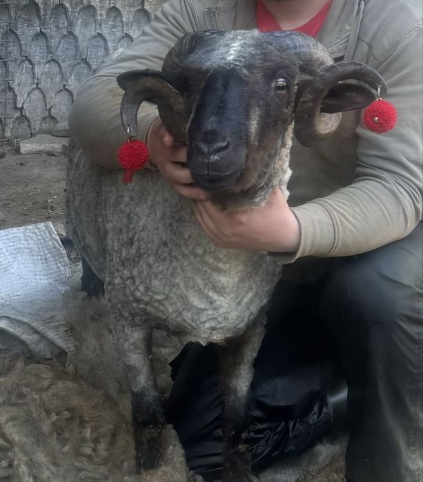 Vând berbec bucălău rasa țigaie in varstă de 2 ani in luna martie
