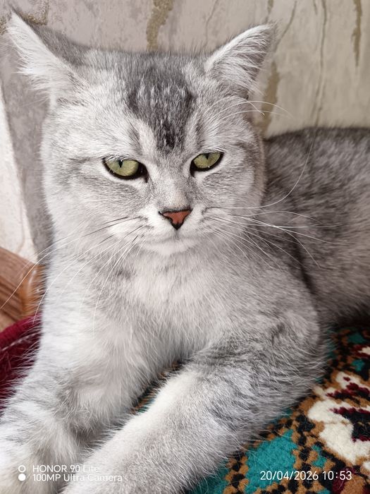 Scottish Straight  вязка  Samarqand