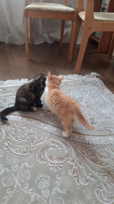 Срочно ищем дом для двух кошечек!