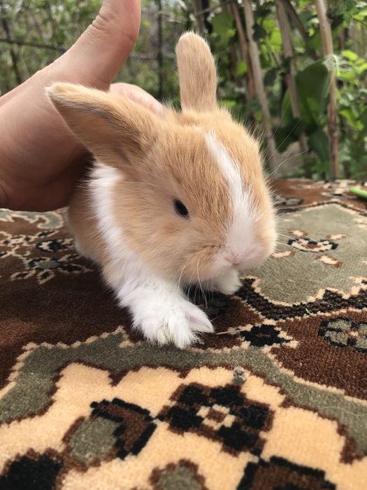 Кролики декоративные