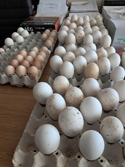 Продавам малки гъсета, яйца от гъски и патици