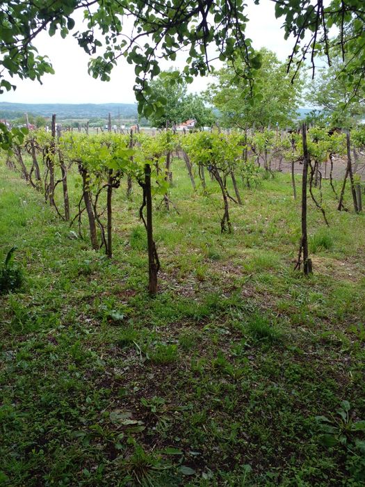 Lucrări întreținere curți,case,vii,livezi