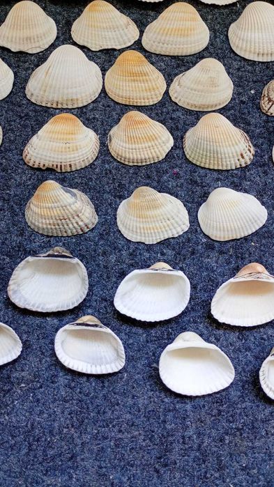 Декорация за аквариум