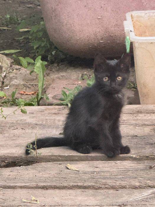 Отдам котенка в добрые руки