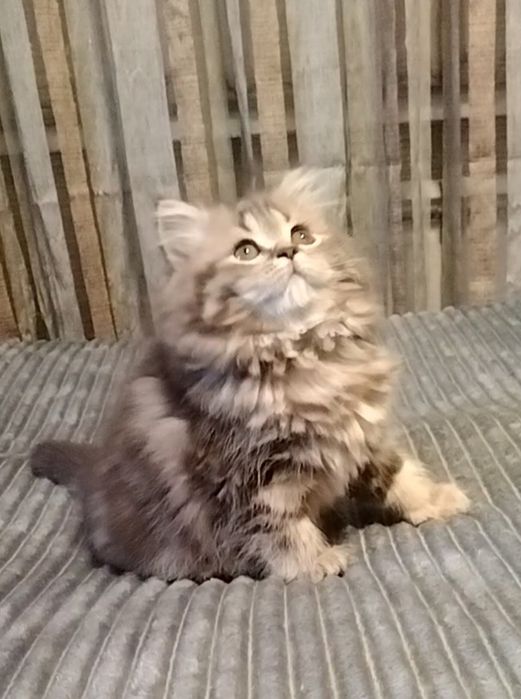 Две прямоухие девочки. С документами.