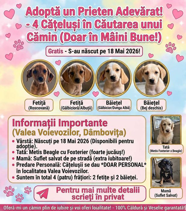 Dau spre adopție: 4 puiuți energici și iubitori (2 fetițe și doi băieței)