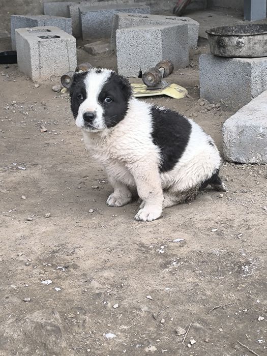 Щенки казахского тобета