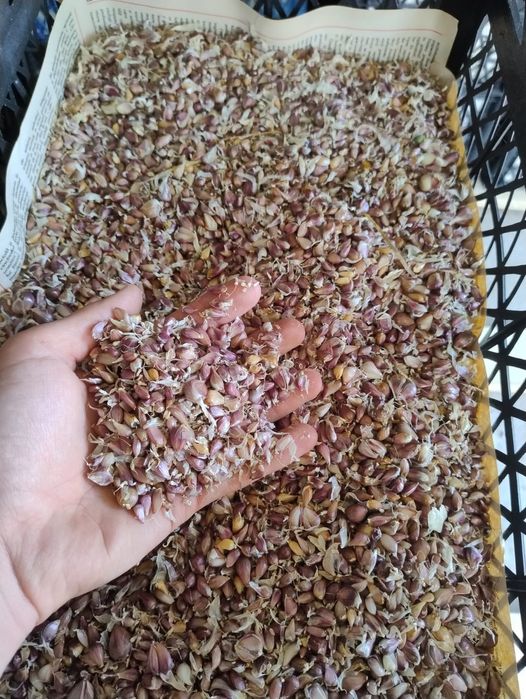 Vând sămânța usturoi baib