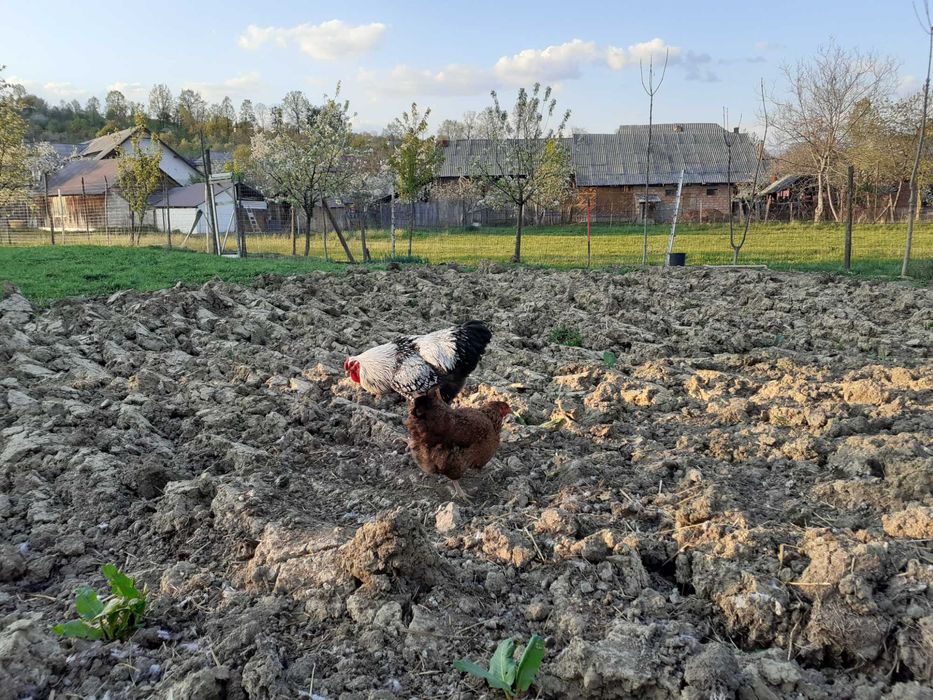 Vand oua pentru incubat Wyandote si Brahma