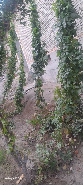 Manzara optom narxlarda