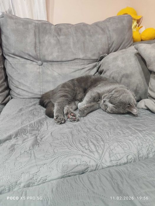 Британче на 8 месеца