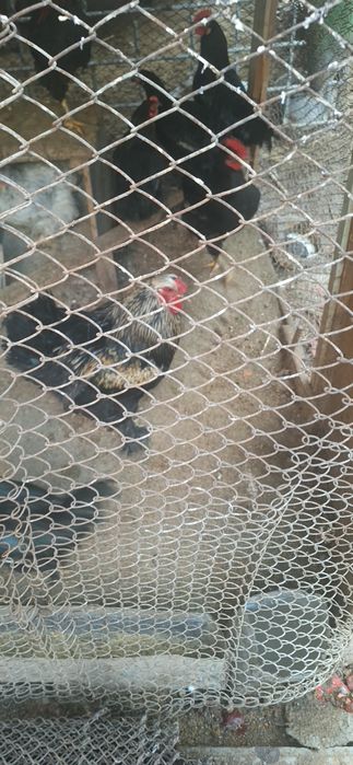 xorozlar sotiladi damashniy