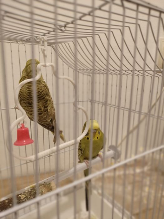 Vând peruș cu tot cu cușcă